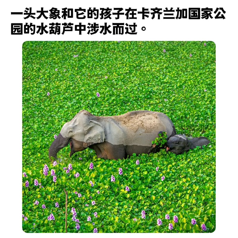 小象