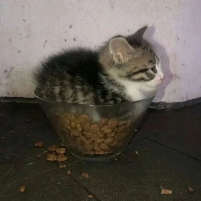 一只可爱的小奶猫蜷缩在装满猫粮的透明玻璃碗中，身体大部分都在碗里，只有小脑袋和耳朵露在外面。小猫有着灰白相间的虎斑纹毛发，腹部和脸部为白色，正侧着头看向右边，表情平静又带着一丝好奇。碗里装满了棕色的猫粮颗粒，一些猫粮已经从碗里洒落到了黑色的地面上。背景是一面略显陈旧的浅色墙壁，整体画面温馨又有趣，展现了猫咪可爱调皮的一面。