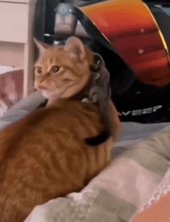 这是一段搞笑动态GIF，画面中一只橘色猫咪起初侧头，带着疑惑的神情看向镜头，紧接着它脖子上的项圈毫无预兆地变长，一圈圈缠绕住它的脑袋。猫咪瞬间变得慌乱，开始不停扭动脑袋，试图摆脱缠住自己的项圈，整个过程意外又滑稽，尽显猫咪的可爱与倒霉，让人忍俊不禁。