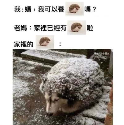 图片上半部分是对话文字：“我：媽，我可以養🦔嗎？”“老媽：家裡已經有🦔啦”“家裡的🦔：”，文字旁配有小刺猬图标。下半部分是一张照片，一只哈士奇狗浑身被雪覆盖，毛发上沾满白雪，看起来像一只圆滚滚的刺猬，巧妙呼应了妈妈说的“家里已有刺猬”，通过视觉相似性制造幽默效果。