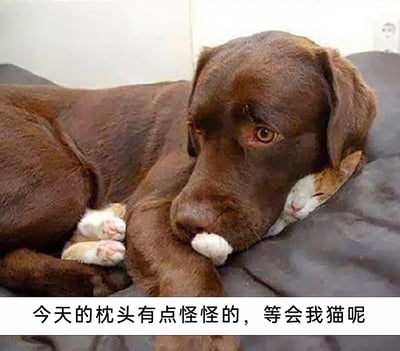 图片展示了一个趣味十足的宠物互动场景：一只棕色的狗狗趴在深色床品上，将自己的头枕在一只橘白相间的猫咪脑袋上，嘴里还含着猫咪的爪子，身体也压在猫咪身上。猫咪被压在狗狗身下，闭着眼睛正在熟睡。图片下方配有搞笑配文“今天的枕头有点怪怪的，等会我猫呢”，营造出狗狗完全没意识到自己身下的就是猫咪，还在疑惑猫咪去向的搞笑反差感，十分生动地展现了宠物间的有趣相处日常。