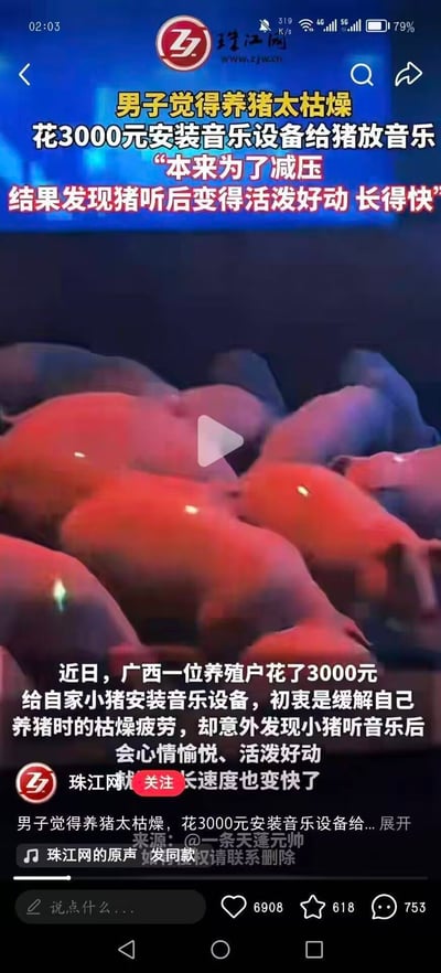 广西一位养殖户为缓解养猪枯燥，花费3000元安装音乐设备给猪播放音乐，意外发现猪听后变得活泼好动且生长速度加快。图片中可见多只猪在栏内，画面带有蓝色和红色灯光效果，中间有播放按钮显示这是视频截图。