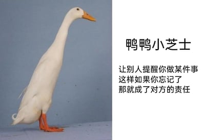 这是一张静态的图文混排类趣味表情包，整体分为左右两部分：左侧是一只白色的鸭子，它脖颈修长，双腿并拢站立看起来如同单腿站立，身体姿态显得滑稽有趣，表情平静地看向画面右侧；右侧是黑色的文字内容，标题为“鸭鸭小芝士”，这里运用了谐音梗，“芝士”谐音“知识”，是网络上流行的可爱化表达，下方正文为“让别人提醒你做某件事 这样如果你忘记了 那就成了对方的责任”，是一段带有调侃意味的“甩锅”小聪明分享，用可爱的动物形象搭配戏谑的文字，以轻松幽默的方式调侃了生活或职场中这种推卸责任的小技巧，整体风格搞笑诙谐，适合在社交场景中用来调侃相关话题。