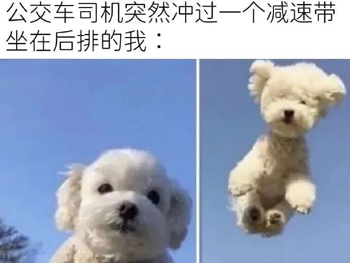白色小狗