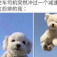 白色小狗
