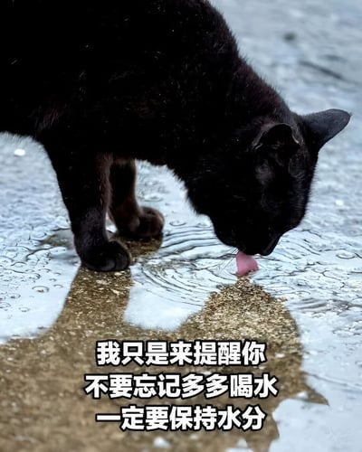 一只纯黑色的猫正在低头舔食地面水坑中的水，画面聚焦于猫的头部和前爪，背景是湿润的地面。图片下方配有文字："我只是来提醒你不要忘记多多喝水一定要保持水分"，以猫咪的视角传达关心他人健康的温馨提醒。