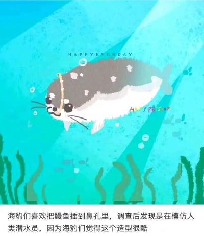 这是一张卡通风格的静态水下插画，画面主体是一只灰白斑点的卡通海豹，它的鼻孔里插着一条细长的类似鳗鱼的生物，正睁着圆眼睛在蓝绿色海水中游动，画面底部配有绿色海草和零星气泡，还原水下环境。画面上方和海豹身体右侧分别有英文水印“HAPPYEVERDAY”和“HAPPY PET SHOP”。图片下方配有一段趣味文字：“海豹们喜欢把鳗鱼插到鼻孔里，调查后发现是在模仿人类潜水员，因为海豹们觉得这个造型很酷”，以拟人化的趣味说法解释海豹的奇特行为，让科普内容更生动。