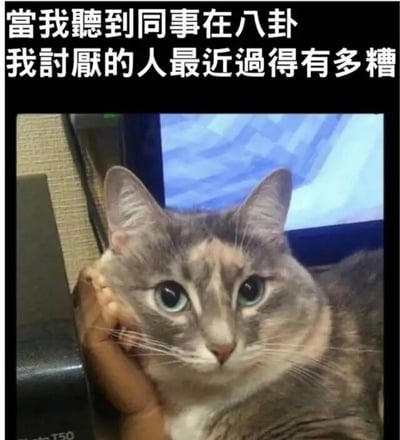图片上方是白色文字“當我聽到同事在八卦我討厭的人最近過得有多糟”，下方是一只灰白色的猫，它被一只手轻托着脸颊，耳朵竖起，眼睛瞪得很大，眼神中充满了专注和好奇，仿佛正全神贯注地倾听着什么。背景中可以看到模糊的电脑屏幕，整体画面通过猫的生动表情和文字内容，幽默地展现了人们听到讨厌的人遭遇不幸时那种忍不住想听细节的微妙心理。