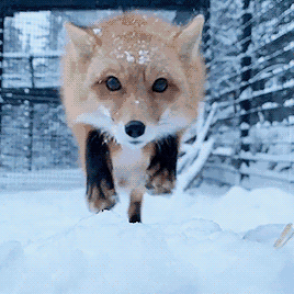 这是一段趣味动态GIF，画面中一只头顶沾雪的狐狸（或类似犬科动物）趴在雪地上，先是用好奇的眼神看向镜头，随后慢慢凑近，最后突然大张嘴，仿佛要扑向观看者，最终画面被它的脸部完全遮挡。整个过程反差感拉满，搞笑又猝不及防，非常适合用作搞怪表情包。