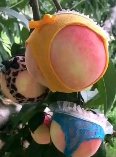 这张静态单图展示了挂在桃树枝上的几颗桃子，每颗桃子都被穿上了缩小版的内衣：有黄色带白色蕾丝边的款式、豹纹款式以及蓝色蕾丝款式，这些小内衣刚好贴合桃子圆润且带红晕的外形，将桃子模拟成穿着内衣的人体部位，充满了恶搞与趣味的创意。利用桃子的外形特征和人体部位的相似性，制造出滑稽荒诞的视觉效果，让人感到新奇又搞笑，是一种将水果拟人化的趣味创意拍摄。