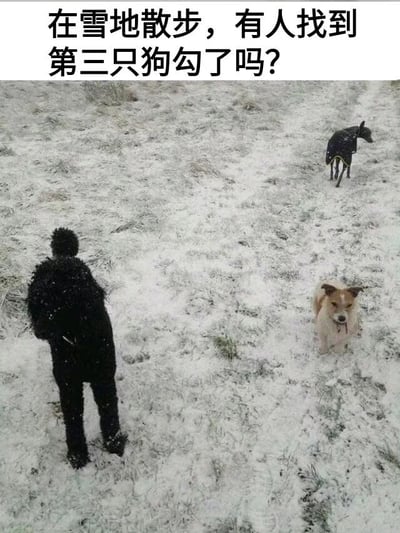 图片展示了一个人穿着黑色冬装在积雪覆盖的田野中散步，画面中有两只明显的狗：一只黑色的狗在远处低头行走，另一只棕白色的狗在近处抬头望向镜头。图片顶部配有文字'在雪地散步，有人找到第三只狗勾了吗?'，形成一个视觉谜题，引导观众寻找可能隐藏在雪地中的第三只狗。整体场景充满冬日氛围，文字与画面结合营造出互动性和趣味性。