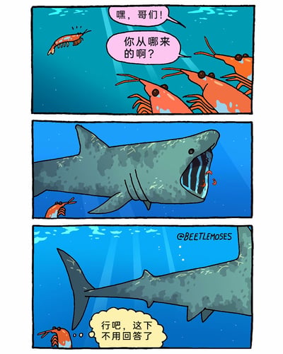 这是一则三格连环卡通漫画，以海洋为背景展开趣味故事：第一格中，几只体型较大的虾向一只体型小巧的虾搭话，开口问道：“嘿，哥们！你从哪来的啊？”，表现出对这只小虾来历的好奇；第二格画面一转，展示出一只体型庞大的滤食性鲨鱼，它张开的嘴部鳃栏处挂着这只小虾，揭晓了这只小虾的真实来历——它是从鲨鱼的嘴里出来的；第三格中，那只小虾看着鲨鱼游走的背影，内心暗自想着：“行吧，这下不用回答了”，用幽默的方式收尾，利用滤食性鲨鱼的生理特点制造出意料之外又在情理之中的笑点。