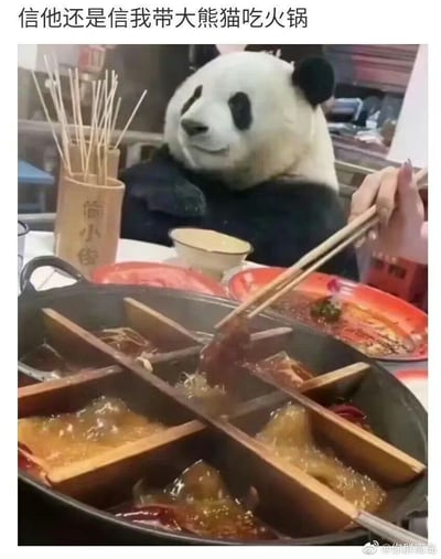 这是一张趣味改图，画面前景是正在沸腾的九宫格火锅，有一只手正持筷子夹取火锅中的食材，火锅旁摆放着印有文字的签筒、小茶杯和盛有菜品的红色餐盘；桌子对面坐着一个佩戴大熊猫头套的人，看起来仿佛真的是大熊猫在和人一起吃火锅，图片顶部配文“信他还是信我带大熊猫吃火锅”，用荒诞的反差感制造笑点，整体氛围轻松搞笑。