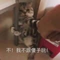 图片中一只真实猫咪被人手抓住后颈，身体悬空，表情显得无奈又略带抗拒。图片下方配有文字“不！我不是傻乎子！”，将猫咪拟人化，仿佛在抗议被这样对待，整体营造出幽默搞笑的氛围。