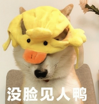 一只柴犬戴着黄色的小黄鸭造型帽子，帽子遮住了它的眼睛，橙色的鸭嘴部分正好挡在狗狗的脸前。图片下方配有白色文字“没脸见人鸭”。这里运用了谐音梗，“鸭”既指帽子的鸭子造型，又谐音语气词“呀”，营造出狗狗害羞、不好意思见人的幽默效果。