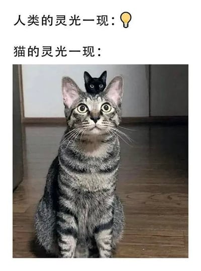 这是一张趣味对比梗图，通过上下文字+画面的组合制造反差笑点。上方文字为“人类的灵光一现：💡”，用灯泡图标象征人类的灵感是具有实际价值的创意想法；下方文字为“猫的灵光一现：”，搭配一张经过P图合成的照片——一只瞪大双眼、表情惊讶的虎斑猫头顶被合成了一只小黑猫，仿佛这只小黑猫就是猫咪“灵光一现”的具象化体现，以此调侃猫咪的“灵感”是无厘头、让人摸不着头脑的奇怪念头，和人类的创意形成鲜明反差，整体风格搞笑治愈。