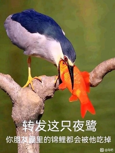 这是一张结合网络热梗的趣味实拍梗图，画面主体是一只站在粗糙树杈上的夜鹭，它有着蓝灰相间的羽毛、黄色的爪部，正用尖锐的黑色喙部紧紧叼住一条橙红色的锦鲤，锦鲤身体悬空，呈现出被捕获的状态。图片下方配有两行白色文字：“转发这只夜鹭 你朋友圈里的锦鲤都会被他吃掉”，利用了朋友圈中大家热衷于转发锦鲤祈求好运的网络流行文化，玩起了反套路的幽默梗，以夜鹭捕食锦鲤的画面，调侃过度转发锦鲤求好运的行为，带有反套路、搞笑的意味，打破了常规祈福梗的正向逻辑，制造出反差笑点。