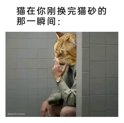 这是一张精准戳中养猫人日常共鸣的搞笑P图，上方配文“猫在你刚换完猫砂的那一瞬间：”，图中通过P图将橘猫头部与穿着衬衫、佩戴手表的人类身体合成，人物蹲在类似卫生间隔间的场景里，手夹着烟，姿态慵懒又带着理所当然的感觉，用拟人化的方式调侃猫咪总是在主人刚换完干净猫砂后就立刻去使用的有趣日常，生动还原了养猫人面对这一情况的无奈又好笑的心情。