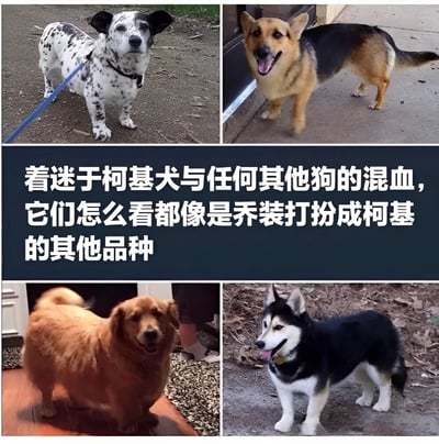一张由四张照片组成的拼图，展示了四种不同的柯基混血犬。每张照片中的狗狗都保留了柯基犬标志性的短腿特征，但身体其他部分则呈现出不同品种狗的特征，如斑点、德牧毛色、金毛体型和哈士奇毛色等。中间配有文字说明，表达了对柯基混血犬的喜爱，觉得它们就像是其他品种的狗乔装打扮成柯基的样子。