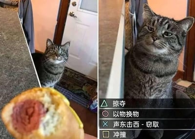 这是一张左右拼接的趣味梗图，左侧画面中，一只灰条纹家猫端坐在室内地面，睁着圆眼睛，一脸期待地注视着镜头前被咬了一口、夹有肉肠的面包；右侧画面里，同一只猫咪神态转变为严肃审视，眼神带着“盘算”的感觉，画面右下角添加了类似角色扮演游戏的交互选项框，列出“掠夺”“以物换物”“声东击西 - 窃取”“冲撞”四个选项，将猫咪想要获取食物的心态拟人化为游戏中的行动选择，用幽默的方式调侃宠物面对食物时的执着与“小心思”。