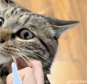 这是一段动态GIF，画面呈现一只狸花猫的脸部特写：一只手拿着类似棉签的物品轻轻触碰猫咪的胡须，猫咪瞬间睁圆了眼睛，露出惊讶又懵懂的软萌神情，反应十分治愈，很容易戳中喜爱猫咪的用户的萌点。
