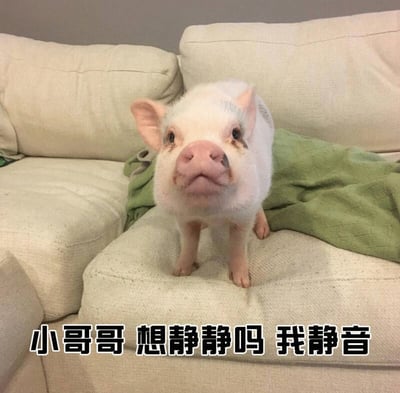 一只白色小香猪站在米色沙发上，身后有一块绿色布料。小猪有着粉色的鼻子和好奇的眼神，正抬头注视前方。图片底部配有黑色带白边的文字：“小哥哥 想静静吗 我静音”，通过拟人化的文字让小猪仿佛在俏皮地询问对方是否需要安静，营造出可爱又幽默的氛围。