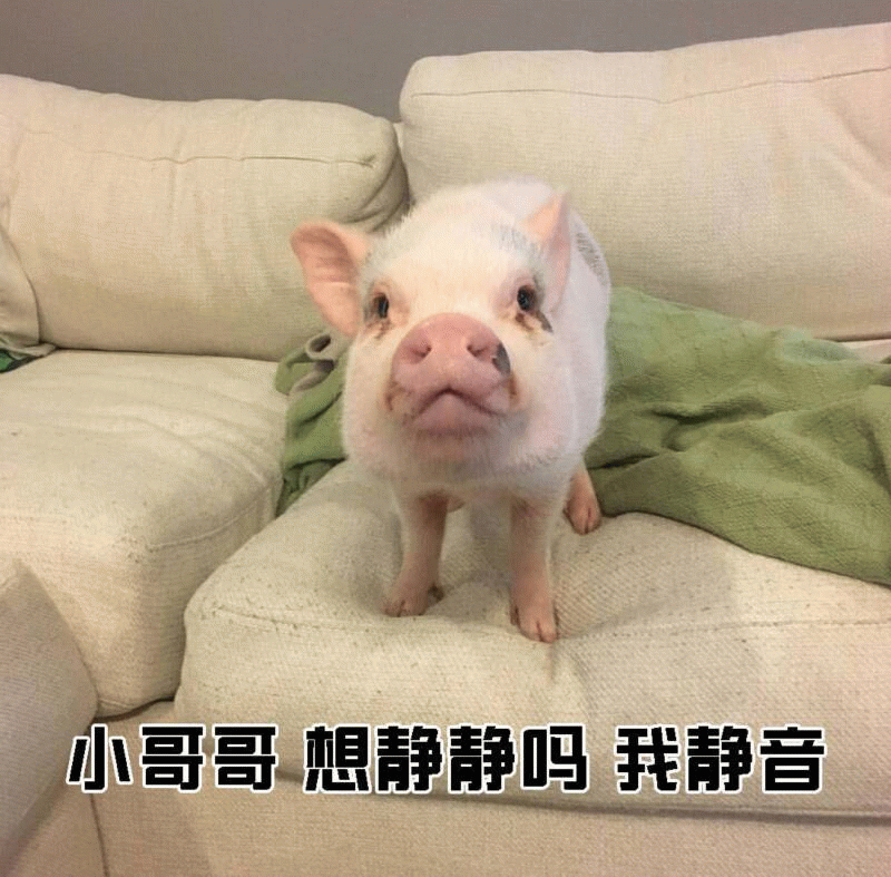 小香猪歪头杀：小哥哥想静静吗？我静音