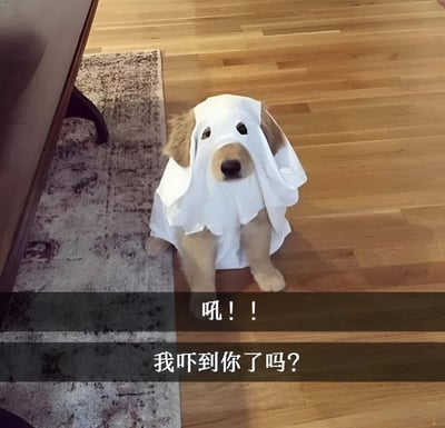 一只金毛犬穿着简易的白色幽灵服装，头上套着剪了两个眼睛孔的白布，正坐在木地板上，旁边是一块花纹地毯。狗狗表情呆萌，配合服装做出吓人的姿态。图片下方有两行文字：“吼！！”和“我吓到你了吗？”，形成可爱又搞笑的反差效果。