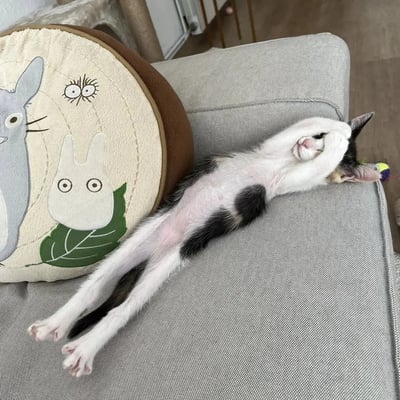 一只黑白相间的猫咪正四仰八叉地躺在灰色沙发上，用两只前爪捂住眼睛和脸，露出粉嫩的肚皮，表情看起来十分惬意又带点俏皮。猫咪旁边放着一个圆形的龙猫主题靠垫，上面印有灰色的大龙猫、白色的小龙猫和黑色眼睛图案的小煤球，靠垫边缘是棕色的。背景中可以看到木地板和部分家具，整体氛围温馨治愈。