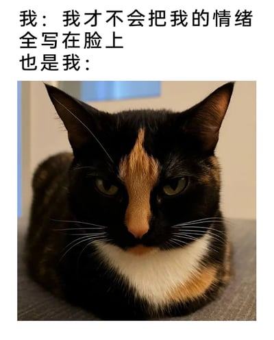 这是一张图文结合的趣味梗图，上方文字分为两部分，第一部分是“我：我才不会把我的情绪全写在脸上”，表达了想要掩饰自身情绪的想法；第二部分“也是我：”引出下方的三色猫照片。照片中的三色猫眉头紧皱，眼神凶狠，面部表情充满不悦，情绪完全外露，和上方文字形成强烈反差，生动地调侃了人们嘴上声称要隐藏情绪，实际却将情绪完全表现在脸上的口是心非状态，容易引发网友在情绪管理方面的共鸣。