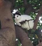 图片中是一只黑白相间的猫咪，正安静地坐在树枝上。猫咪的身体蜷缩在枝干间，周围环绕着茂密的绿叶，背景为自然的树木环境，整体氛围宁静可爱。