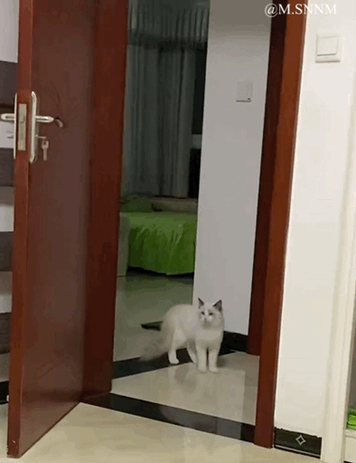 这是一段动态GIF，画面中一只白色的猫咪站在房间的门口处，表情懵懂疑惑，似乎刚走到门口停下，呈现出不知所措的状态，软萌的模样十分治愈，没有双关、谐音梗等特殊内容。