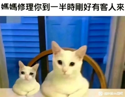 这是一张充满生活共鸣的搞笑梗图，画面中呈现一大一小两只白色猫咪，它们仅上半身趴在桌前，姿态拘谨，表情带着明显的委屈感。图片上方配有文字“妈妈修理你到一半时刚好有客人来”，用拟人化的猫咪形象还原了真实的家庭日常场景：孩子犯错被家长教训时，中途有客人到访，家长只能暂停教训，和孩子一起摆出乖巧的样子应对客人，生动地表现出这种尴尬又真实的时刻，让网友看后产生强烈共鸣，极具搞笑效果。