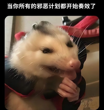 一张搞笑动物表情包，画面主体是一只表情狡黠的负鼠，它嘴角上扬露出牙齿，双手合十放在胸前，眼神中透露出得意和满足。图片上方配有文字“当你所有的邪恶计划都开始奏效了”，通过动物拟人化的表情和动作，幽默地表现出计划成功后的窃喜心情。