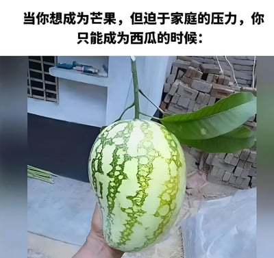 图片上方配有文字'当你想成为芒果，但迫于家庭的压力，你只能成为西瓜的时候：'，下方是一张实拍图：一只手握着一个外形酷似芒果（细长弯曲）但表皮有着西瓜典型绿色条纹的水果，背景可见建筑物角落和堆放的砖块。图片通过水果外形与纹路的矛盾，幽默比喻人们在家庭压力下放弃梦想、被迫接受现实的无奈处境。