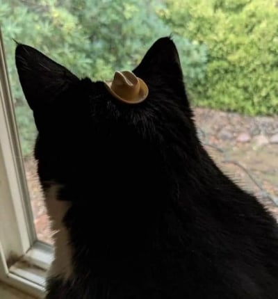 一只黑猫正坐在窗边，专注地望着窗外的绿色植物。最引人注目的是，这只猫的头顶上戴着一顶迷你牛仔帽，给原本普通的猫咪增添了几分滑稽可爱的西部风情。猫咪的耳朵竖立，背影显得十分专注，仿佛在思考着什么或观察着窗外的动静。整个画面温馨又有趣，展现了宠物与人类创意结合的可爱瞬间。