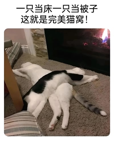 图片中两只猫咪在地毯上以叠叠乐的姿势熟睡，一只黑白相间的奶牛猫趴在纯白色猫咪身上，形成了'一只当床一只当被子'的有趣画面。背景中可以看到燃烧的壁炉，营造出温馨舒适的氛围。上方文字'一只当床一只当被子 这就是完美猫窝！'幽默地诠释了猫咪们的睡姿，展现了宠物间可爱的互动。