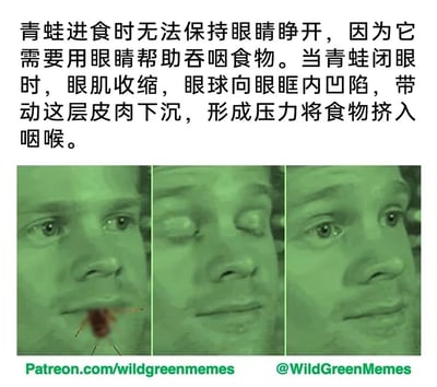 这是一张图文混排的科普梗图，上方文字详细解释了青蛙进食时无法睁眼的原因：青蛙需要用眼睛帮助吞咽，闭眼时眼肌收缩使眼球内陷，形成压力将食物挤入咽喉。下方是三格拼接的真人图像，均带有绿色滤镜，模拟青蛙的视角或皮肤颜色。第一格中人物眼睛睁大，嘴边有一只类似昆虫的物体；第二格人物双眼紧闭，表情略显用力，模拟青蛙闭眼时眼球内陷的动作；第三格人物眼睛重新睁开，表情恢复平静。整体通过幽默的真人模仿方式，生动展示了青蛙的生物学特性，兼具科普性和趣味性。