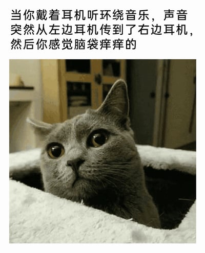 这是一张图文结合的搞笑表情包，上方的文字描述了一个有趣的日常体感：当戴着耳机聆听环绕音乐时，声音从左耳切换到右耳的过程中，人会产生脑袋里有东西穿过、脑袋发痒的奇妙感受。下方搭配了一只英国短毛蓝猫的照片，猫咪从猫窝中探出头，圆睁双眼，表情懵懂又带着困惑，完美契合了人在产生这种奇妙体感时的懵懵、疑惑的心情，用可爱的宠物形象放大了这件日常小事的搞笑感，很容易引发有过类似体验的人的共鸣。