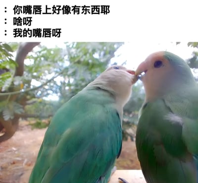 图片展示了两只绿色羽毛、头部呈浅色的小鸟（疑似牡丹鹦鹉）在户外自然环境中互动的场景，背景有茂密的绿色树叶。两只小鸟面对面，喙部相互触碰，姿态亲昵。图片上方叠加了三行中文对白文字：“你嘴唇上好像有东西耶”“啥呀”“我的嘴唇呀”，通过拟人化手法将小鸟的喙部接触行为转化为人类之间关于“嘴唇”的俏皮对话，营造出可爱又幽默的效果。