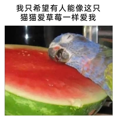 这是一张充满趣味的玩梗图，图中实际是一只鹦鹉闭眼将头靠在西瓜的红色果肉上，搭配上方的文字“我只希望有人能像这只猫猫爱草莓一样爱我”，利用视觉错位将鹦鹉头部误导为猫的脑袋、西瓜误导为草莓，制造出“猫猫亲昵草莓”的错觉，以幽默的方式抒发了渴望被他人热烈偏爱、珍视的柔软情绪，画面反差感十足，既搞笑又能引发人们对被偏爱情感的共鸣。