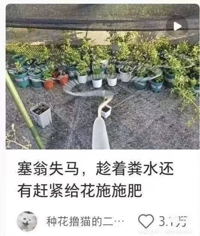 这张图片展示了一排盆栽植物和一只正用浇水壶浇水的手视角，下方配文借用成语“塞翁失马”，巧妙表达了原本只是想浇水，但既然壶里还有水索性顺便施了肥。成语用在园艺日常发生的小失误上，形成了幽默自嘲的双关梗，展现出乐观生活态度。适合园艺爱好者或分享日常趣事时引用。