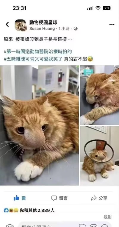 社交媒体截图中，用户“動物梗圖星球”发布了一组三只橘猫的照片。猫咪因被蜜蜂咬到鼻子，导致鼻子严重肿胀，表情委屈又无奈。配文提到“第一时间送动物医院治疗时拍的”，并带有“五味杂陈可怜又可爱我笑了真的对不起😂”的标签，展现了猫咪既可怜又搞笑的模样，引发网友共鸣。