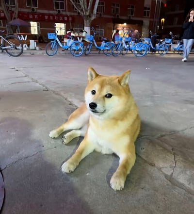 这是一张夜间实拍照片，画面主体是一只黄白相间的柴犬正趴在水泥路面上，眼神看向镜头方向，神态平和放松。背景可见停放的一排蓝色共享单车，远处是居民楼、树木，还有几名活动的路人，整体呈现居民区夜间的日常街景。作品结合“地球online”的网络梗，将偶遇的可爱柴犬比作现实这款模拟游戏中新刷新的内容，呼应“补货了”的标题，趣味十足。