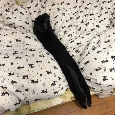 一张静态照片中，一只纯黑色猫咪正全身舒展地躺在印有大量小黑猫图案的白色毯子上。猫咪四肢放松伸展，身体呈现自然的曲线，头部微微抬起，眼神慵懒，整体姿态尽显惬意舒适。毯子上的猫咪图案与真实黑猫形成有趣的视觉呼应，画面温馨治愈。