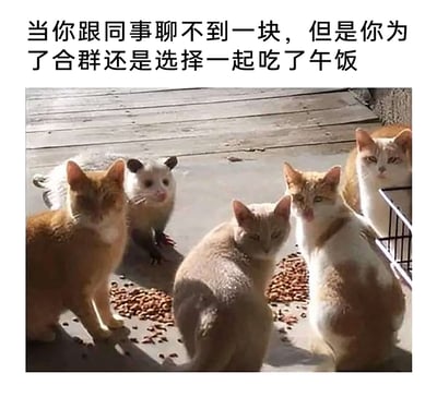 这是一张贴合职场社交场景的搞笑梗图，图上方配有中文文字“当你跟同事聊不到一块，但是你为了合群还是选择一起吃了午饭”，画面主体是四只猫咪和一只混在猫群中的负鼠，它们聚集在散落的猫粮旁，负鼠的外形和神态与周围的猫咪形成鲜明反差，生动地比喻了职场中那些和同事没有共同话题，却为了融入群体而勉强自己参与集体活动的人，用幽默的动物视角戳中职场人的社交共鸣点，风格接地气且充满趣味性。