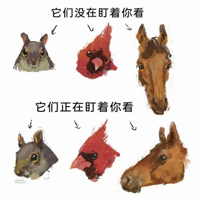 这是一张由画师jameela wahlgren创作的动物绘画教学对比图，采用上下分栏的形式，直观展示动物绘画中视线表现的技巧。上半部分标注“它们没在盯着你看”，呈现了松鼠、红衣主教鸟、马的正面头部画作，此时动物眼睛未朝向观看者，不会给人被注视的感觉；下半部分标注“它们正在盯着你看”，呈现了这三种动物的侧转头部画作，通过调整眼睛的绘制角度，即使动物头部并非正对观看者，也能营造出动物正盯着观看者的视觉效果，清晰地讲解了如何通过眼睛的画法来塑造动物的视线神态。