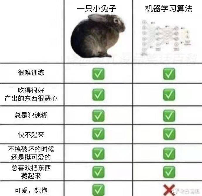 小兔子