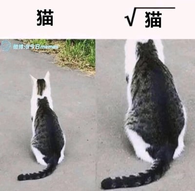 这是一张左右对比的趣味P图梗图，左侧是一只体型正常的白灰相间猫咪，背对镜头坐在地面上，上方标注文字“猫”；右侧是将同款猫咪修改得体型宽大、轮廓更方正的版本，上方标注带数学根号的“√猫”。该图利用数学中“开平方”的概念玩谐音和视觉梗，将“开平方”的效果具象化，让猫咪在“开平方”后变得又大又方，制造出滑稽搞笑的反差效果，十分贴合网络趣味梗图的创作风格。