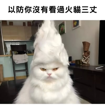 图片中是一只白色猫咪，它的头部毛发被夸张处理成高耸的锥形，像一团蓬松的棉花糖。猫咪眼神犀利，表情愤怒，与夸张的发型形成幽默对比。图片上方配有文字“以防你没有看过火猫三丈”，结合猫咪愤怒的表情和夸张的毛发造型，营造出搞笑效果。